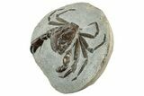 Very Nice Fossil Crab (Pulalius) - Washington #240460-3